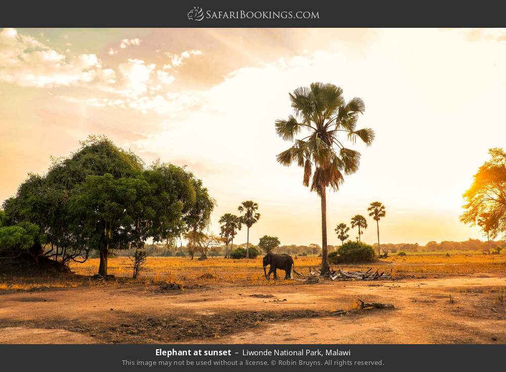 Elephant at sunset in Liwonde National Park, Malawi