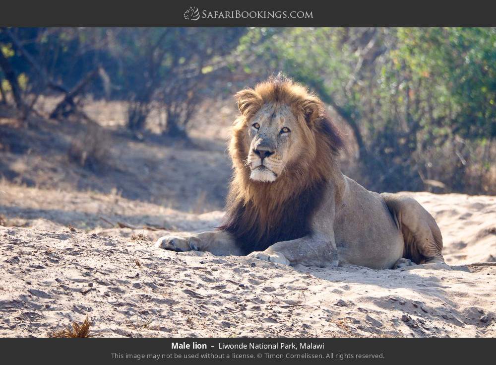Male lion in Liwonde National Park, Malawi