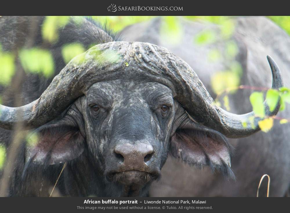 African buffalo portrait in Liwonde National Park, Malawi