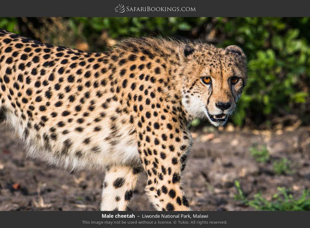 Male cheetah in Liwonde National Park, Malawi