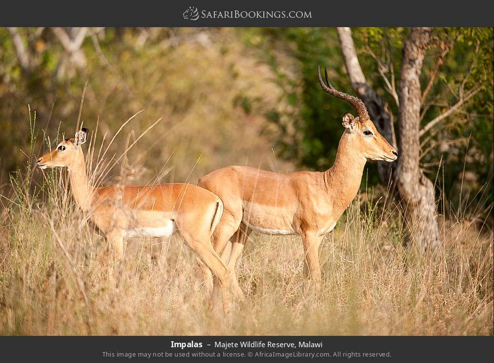 Impalas in Majete Wildlife Reserve, Malawi
