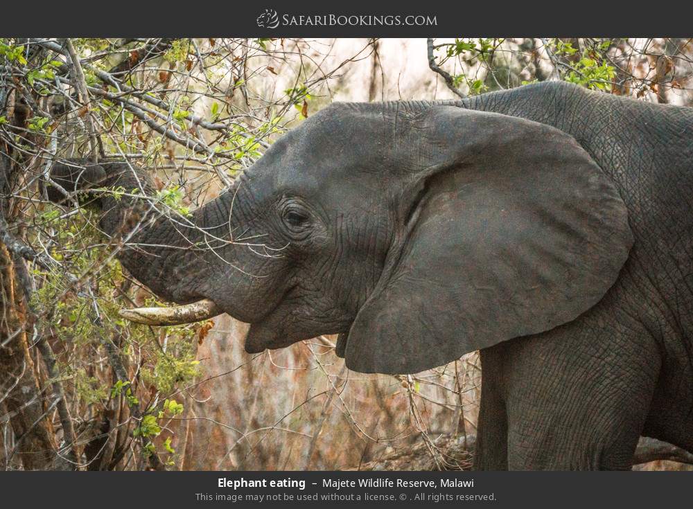 Elephant eating in Majete Wildlife Reserve, Malawi