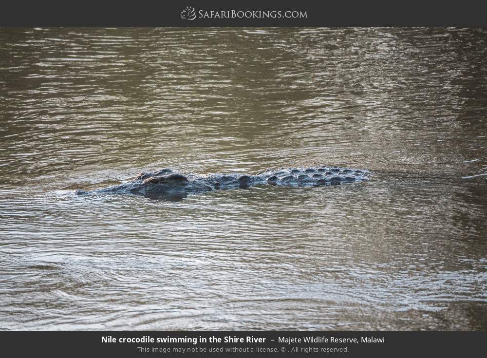 Nile crocodile swimming in the Shire River in Majete Wildlife Reserve, Malawi