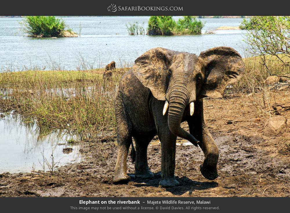 Elephant on the riverbank in Majete Wildlife Reserve, Malawi