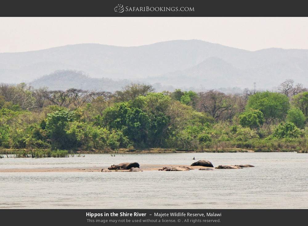 Hippos in the Shire River in Majete Wildlife Reserve, Malawi