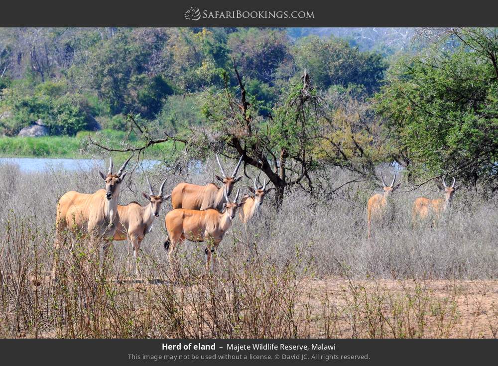 Herd of eland in Majete Wildlife Reserve, Malawi
