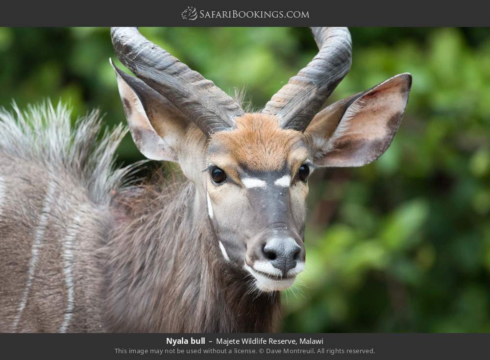 Nyala bull in Majete Wildlife Reserve, Malawi