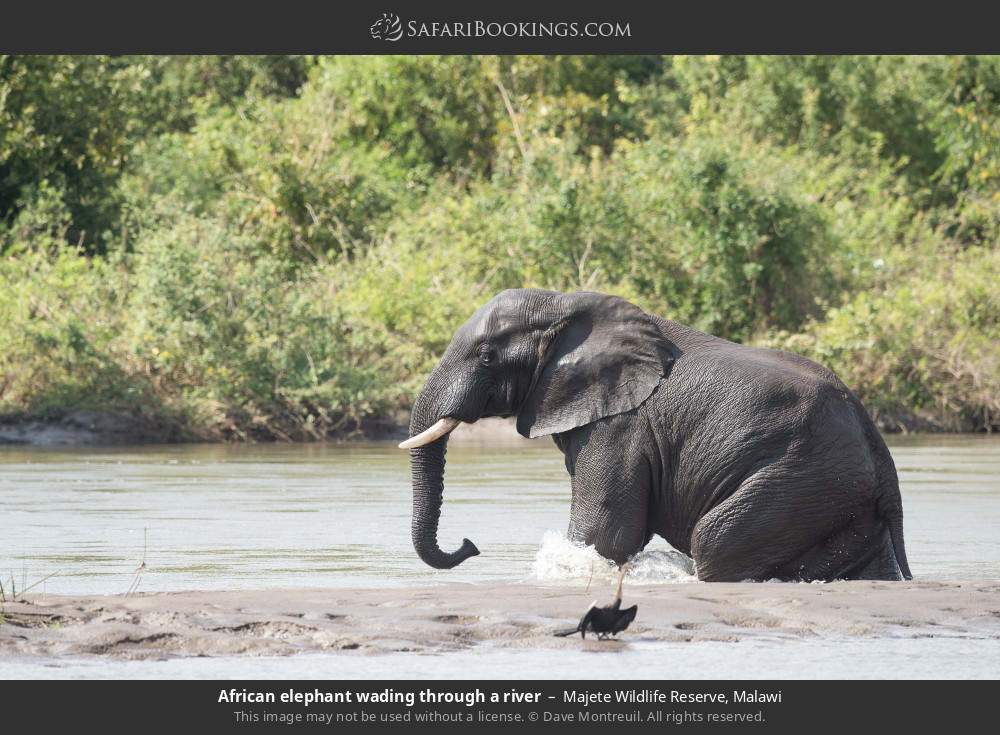 African elephant wading through a river in Majete Wildlife Reserve, Malawi