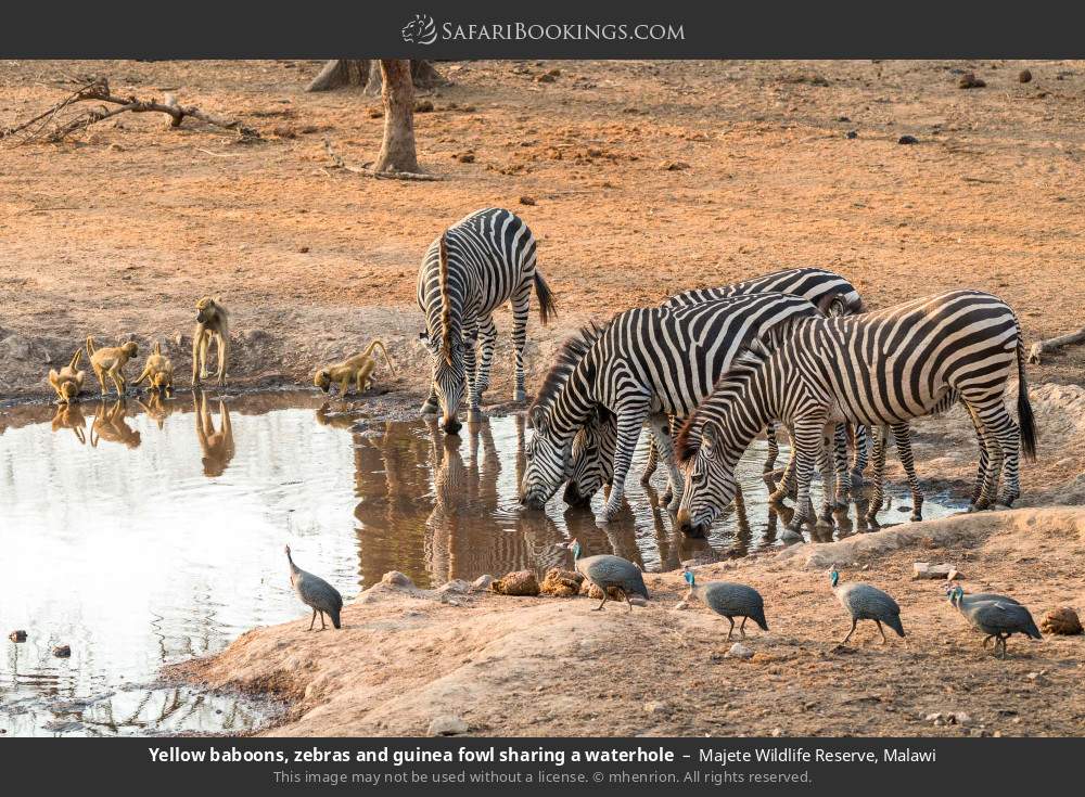 Yellow baboons, zebras and guinea fowl sharing a waterhole in Majete Wildlife Reserve, Malawi