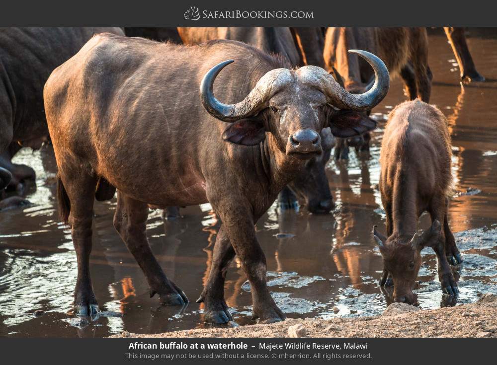 African buffalo at a waterhole in Majete Wildlife Reserve, Malawi