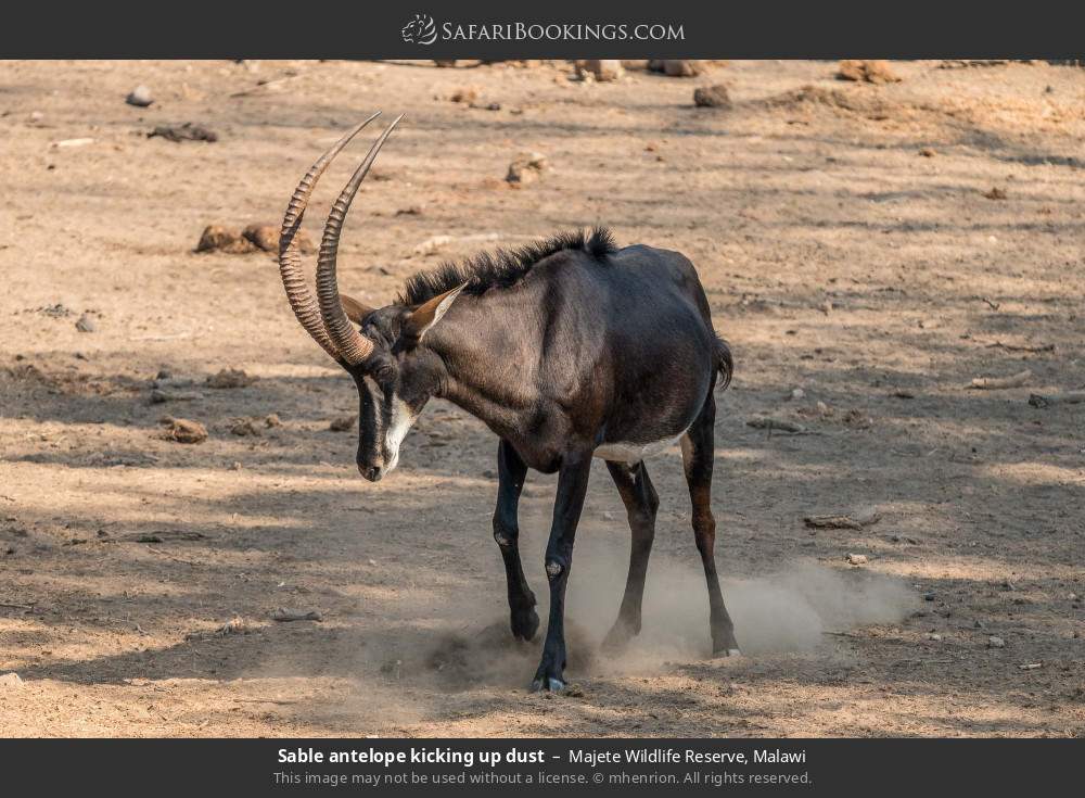Sable antelope kicking up dust in Majete Wildlife Reserve, Malawi