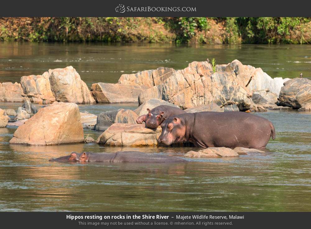 Hippos resting on rocks in the Shire River in Majete Wildlife Reserve, Malawi