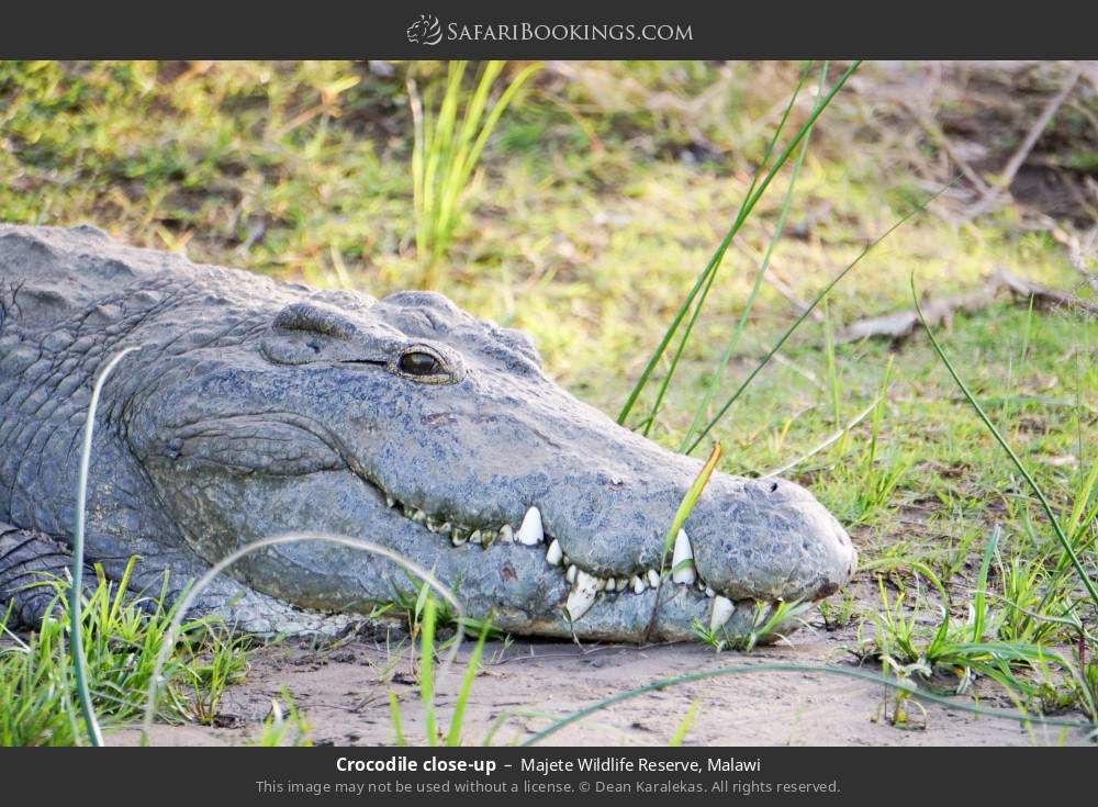 Crocodile close-up in Majete Wildlife Reserve, Malawi