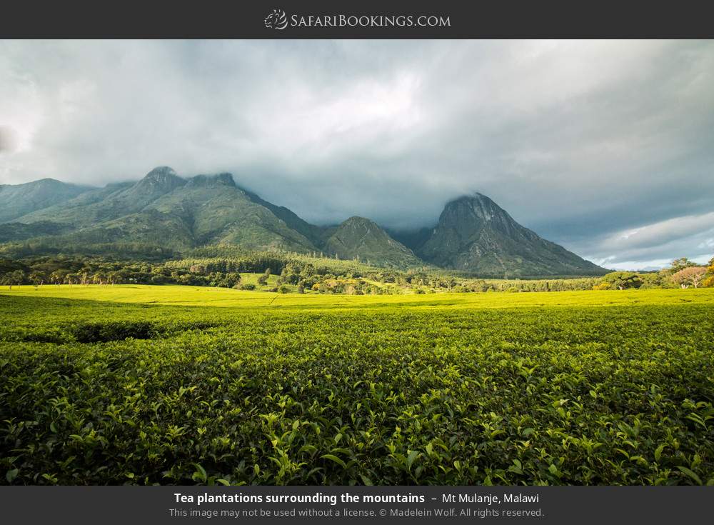 Tea plantations surrounding the mountains in Mt Mulanje, Malawi