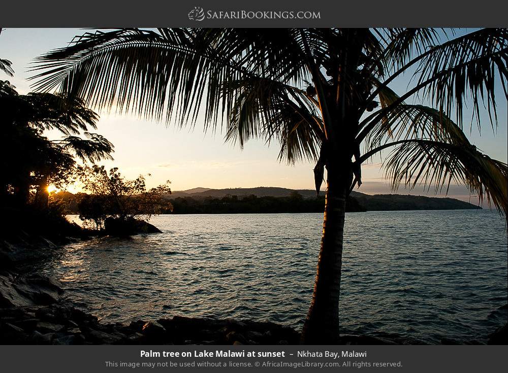 Palm tree on Lake Malawi at sunset in Nkhata Bay, Malawi