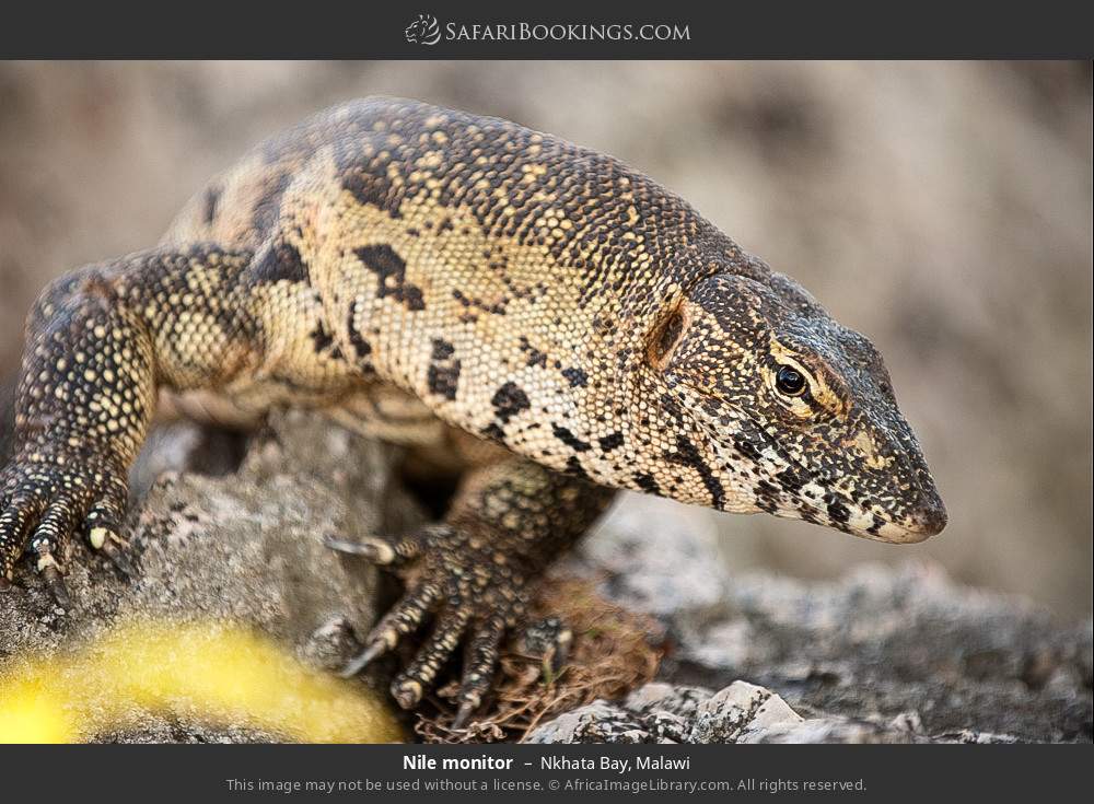 Nile monitor in Nkhata Bay, Malawi