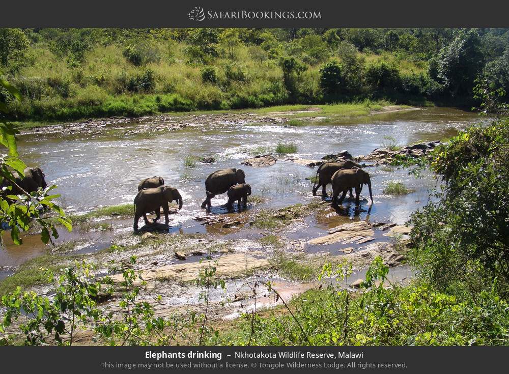 Elephants drinking in Nkhotakota Wildlife Reserve, Malawi