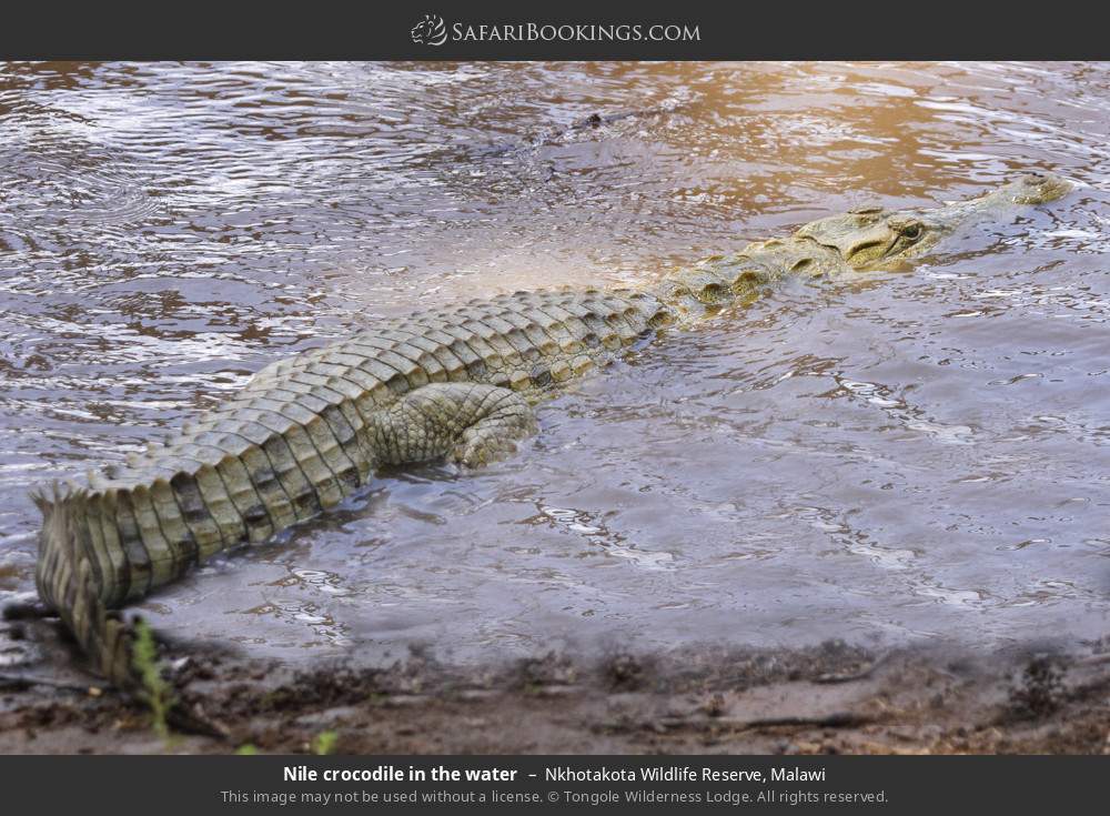 Nile crocodile in the water in Nkhotakota Wildlife Reserve, Malawi