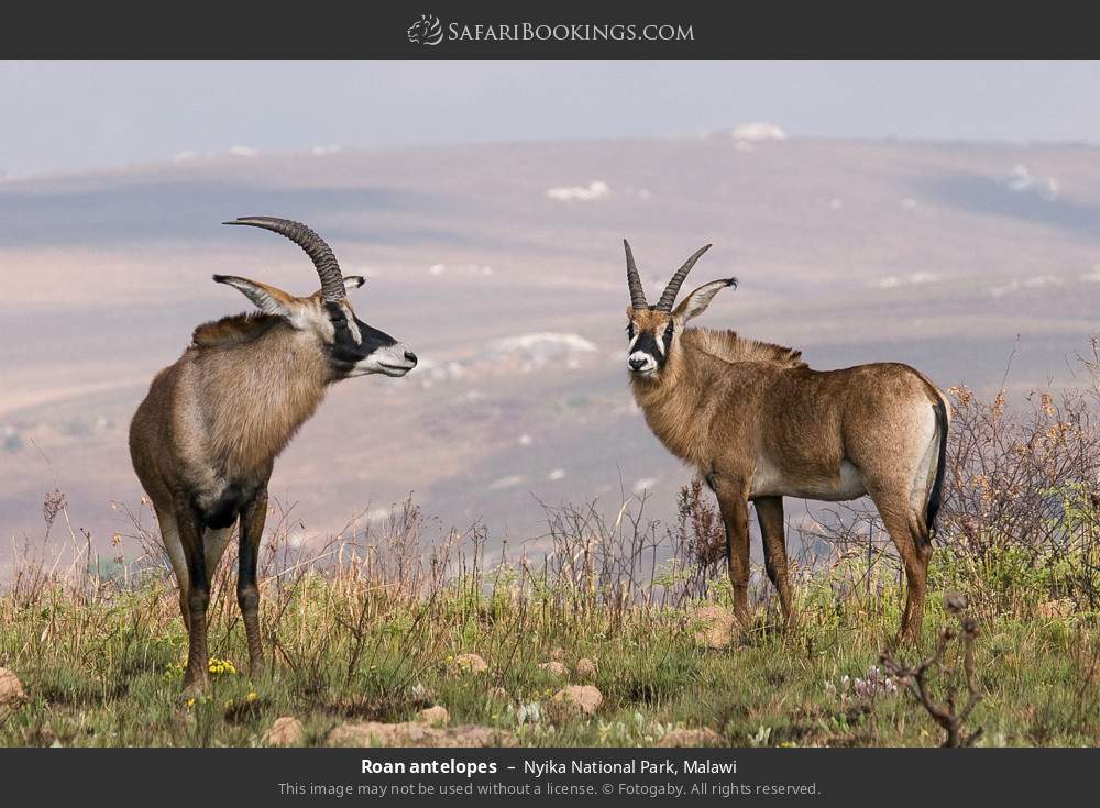 Roan antelopes in Nyika National Park, Malawi