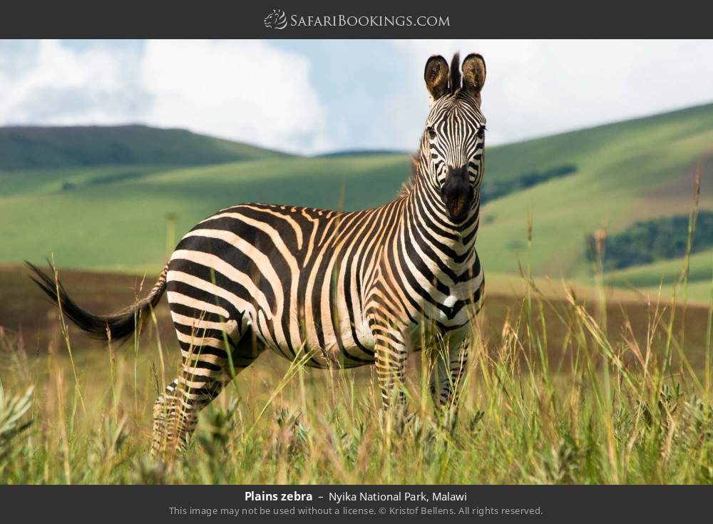 Plains zebra in Nyika National Park, Malawi