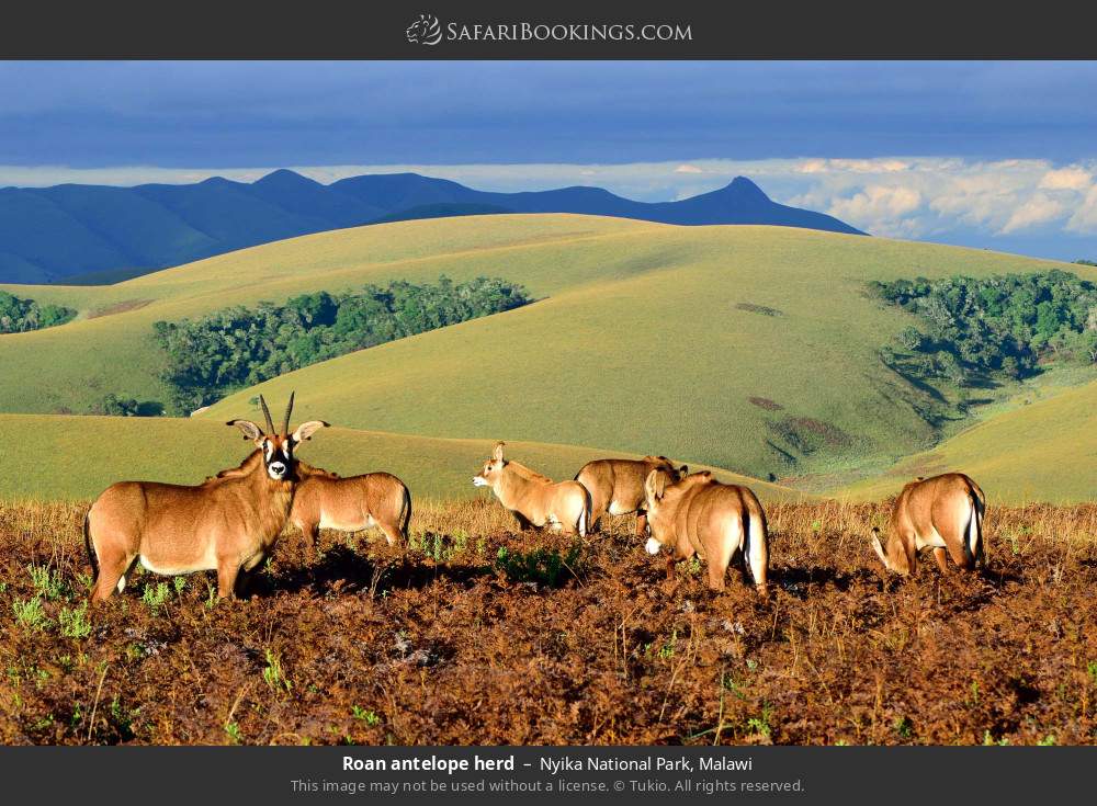 Roan antelope herd in Nyika National Park, Malawi