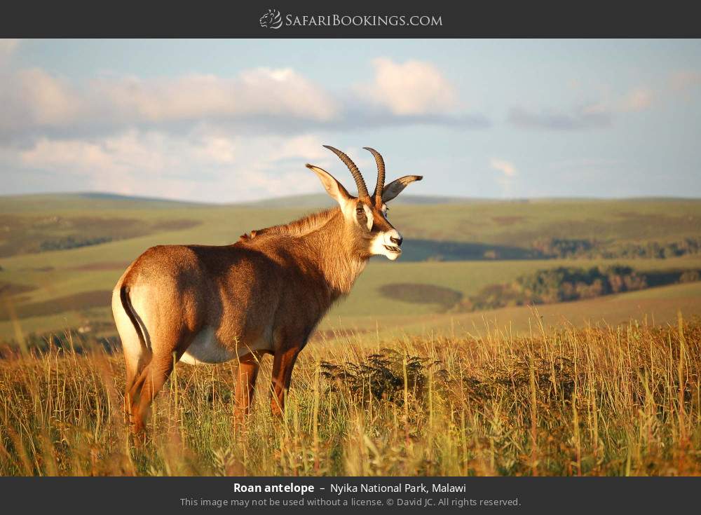 Roan antelope in Nyika National Park, Malawi
