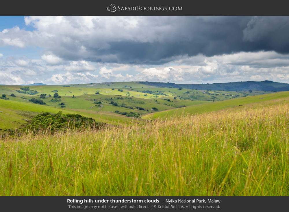 Rolling hills under thunderstorm clouds in Nyika National Park, Malawi