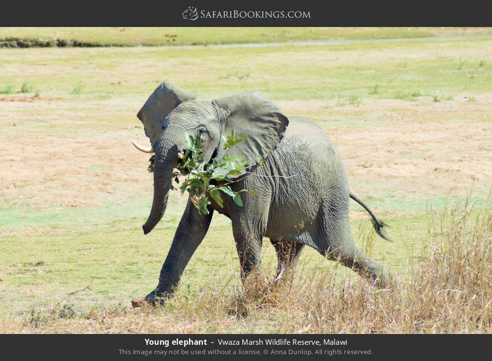 Young elephant in Vwaza Marsh Wildlife Reserve, Malawi