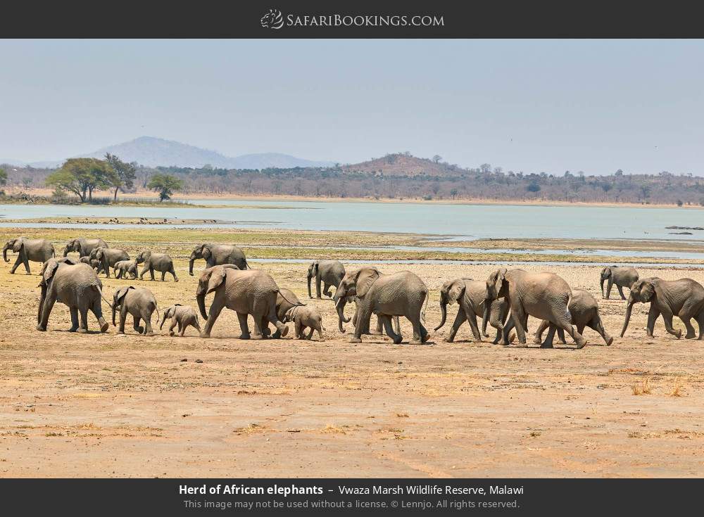 Herd of African elephants in Vwaza Marsh Wildlife Reserve, Malawi