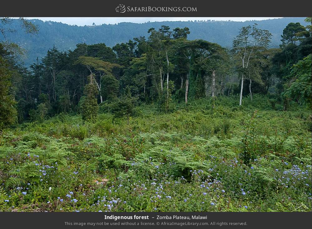 Indigenous forest in Zomba Plateau, Malawi