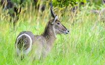 Kuti Wildlife Reserve