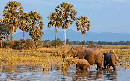African elephants drinking in the Shire River