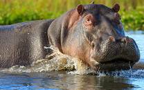 Liwonde National Park