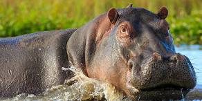 Hippo in the Shire River