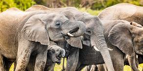Elephants drinking at the Shire River