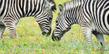 Kuti Wildlife Reserve
