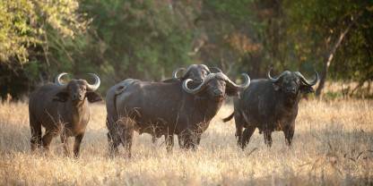 Lengwe National Park