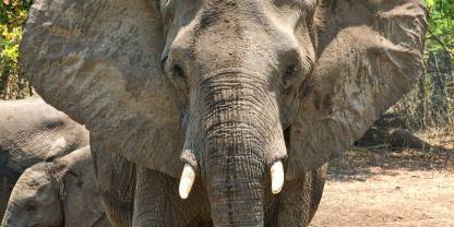 Majete Wildlife Reserve