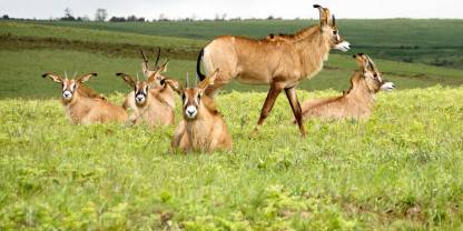 Nyika National Park
