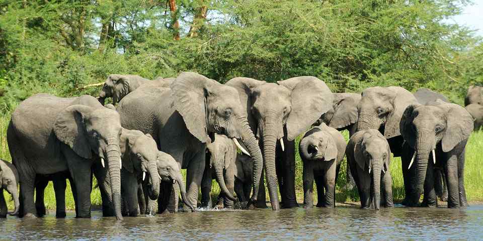 5-Day Budget Camping Tour to Ngorongoro & Serengeti