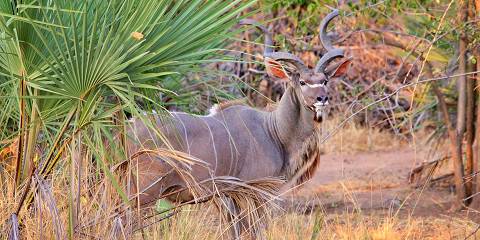 4-Day Liwonde National Park and Lake Malawi