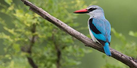 6-Day Bird Watching Malawi