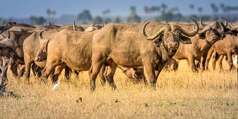 8-Day Ultimate Malawi Game and Nature Safari