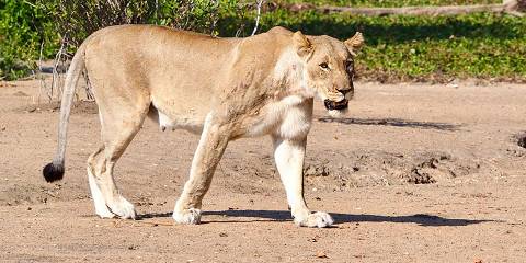 4-Day Safari in Liwonde National Park