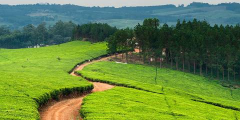 12-Day Malawi in Depth, Safari, Highlands & Lake