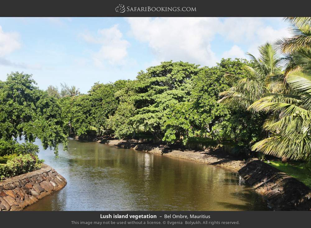 Lush island vegetation in Bel Ombre, Mauritius