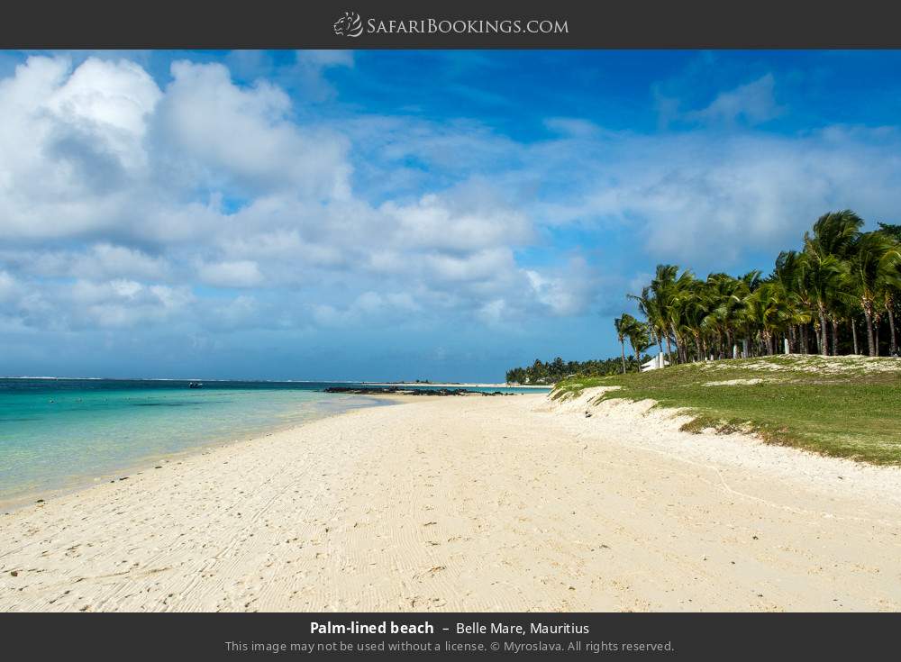 Palm-lined beach in Belle Mare, Mauritius