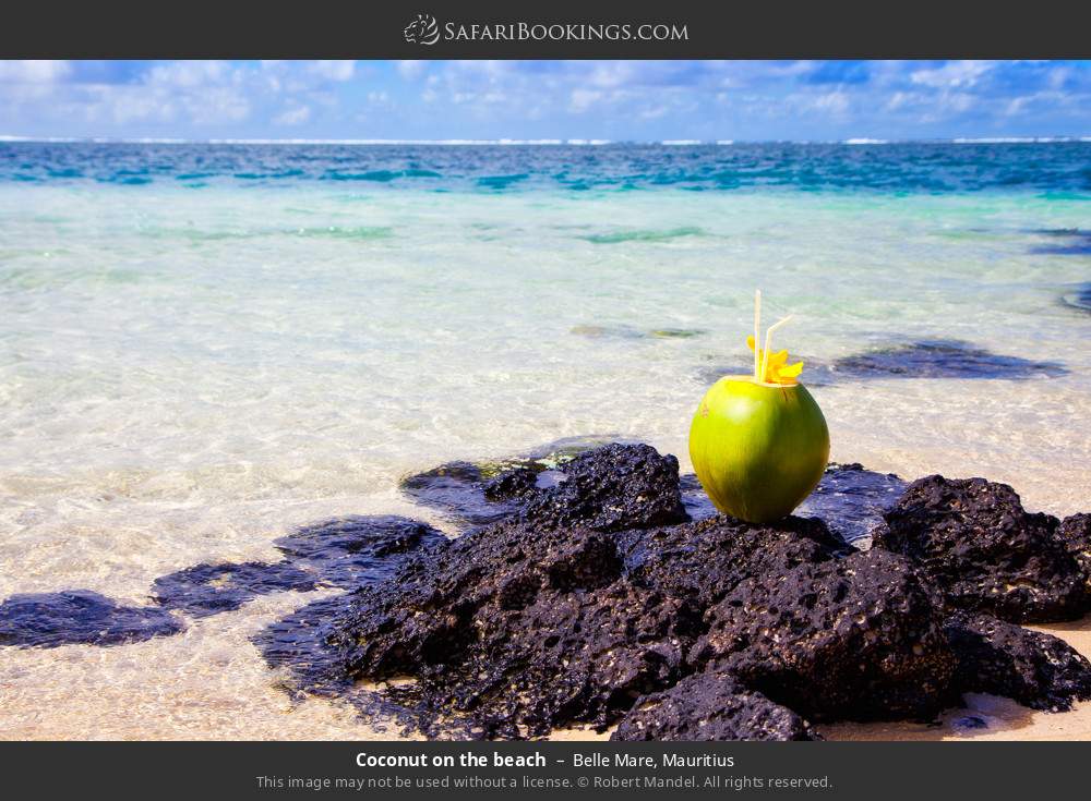Coconut on the beach in Belle Mare, Mauritius