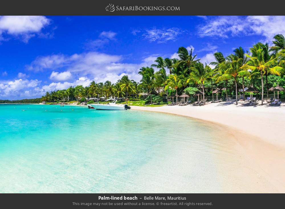 Palm-lined beach in Belle Mare, Mauritius