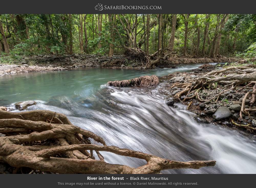 River in the forest in Black River, Mauritius